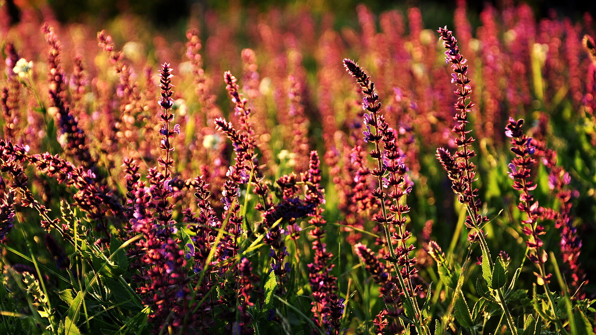 KAIYUN 中国大陆-“足球公益赛事火爆,广泛带动全民健身热潮”,足球公益项目简介