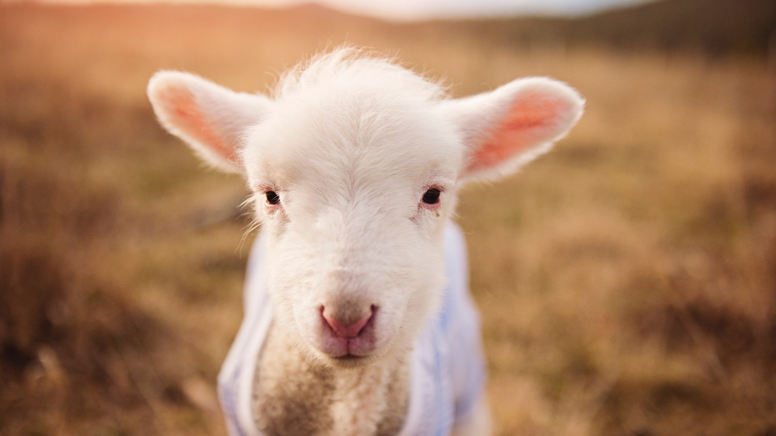 Kaiyun(中国)开云-中国足球青少年技能大赛逐步规范化,激发青少年热情,中国足协青少年足球