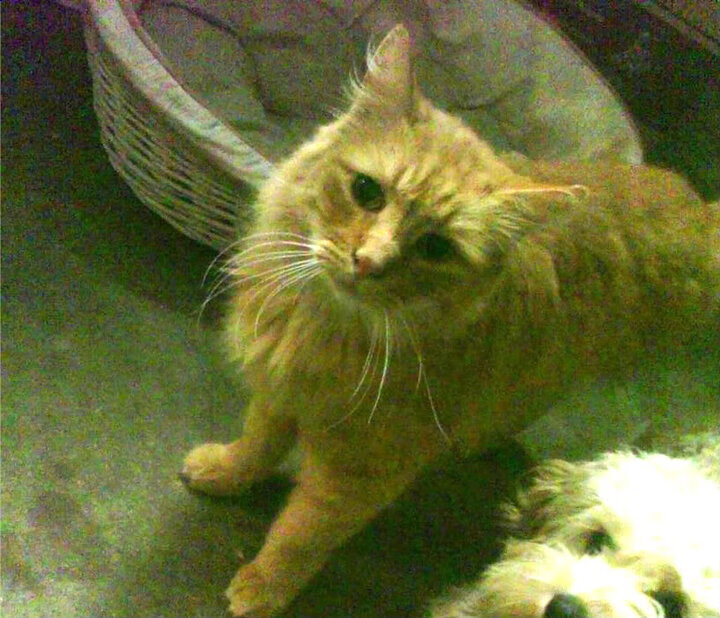 kaiyun官方网站-日本队全力以赴,冲击奖牌!,日本队强项