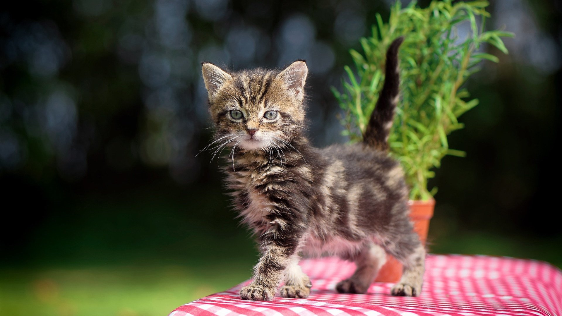 kaiyun官方入口登录-西甲比赛终局，教练详细解读进攻组成和防守体系的优化路径，西甲进球系数