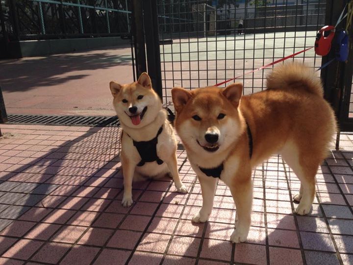 开云官方网站-足球赛事短视频剪辑大赛掀起创作热潮,足球剪辑视频素材