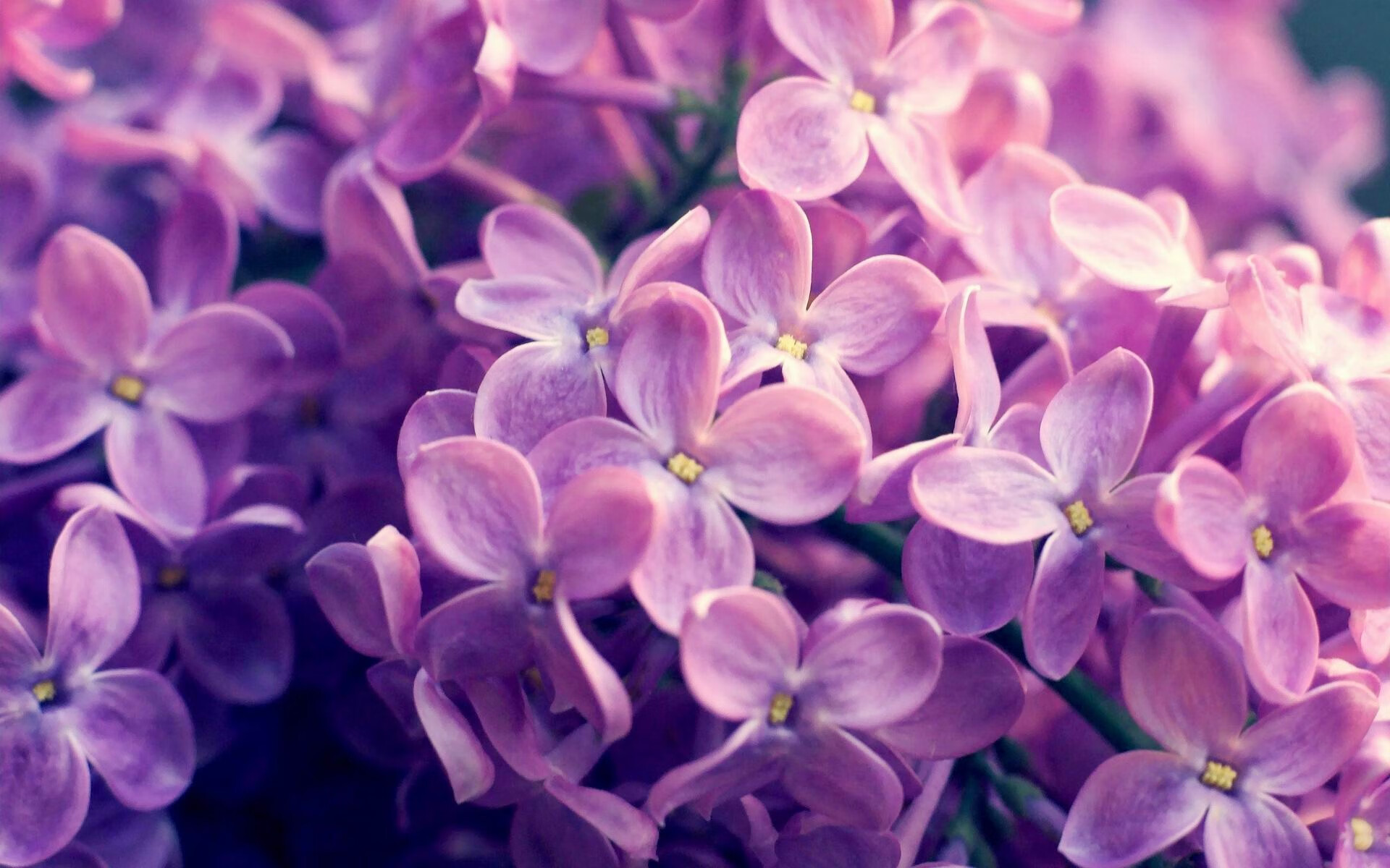 kaiyun体育综合-上海海港俱乐部推出新球迷活动,上海海港足球俱乐部_4名新援亮相全力备战新赛季