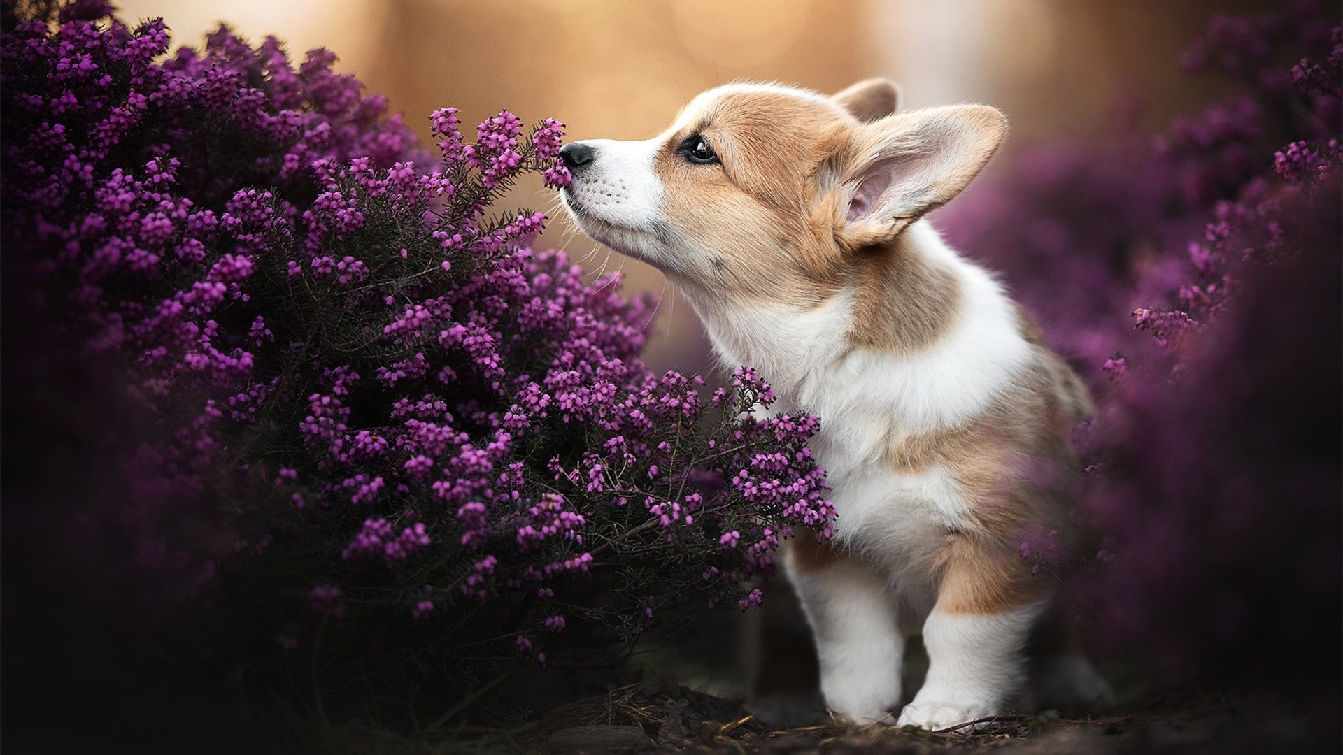 kaiyun中国官方网站-大阪樱花连续获胜保持良好势头，大阪樱花2020