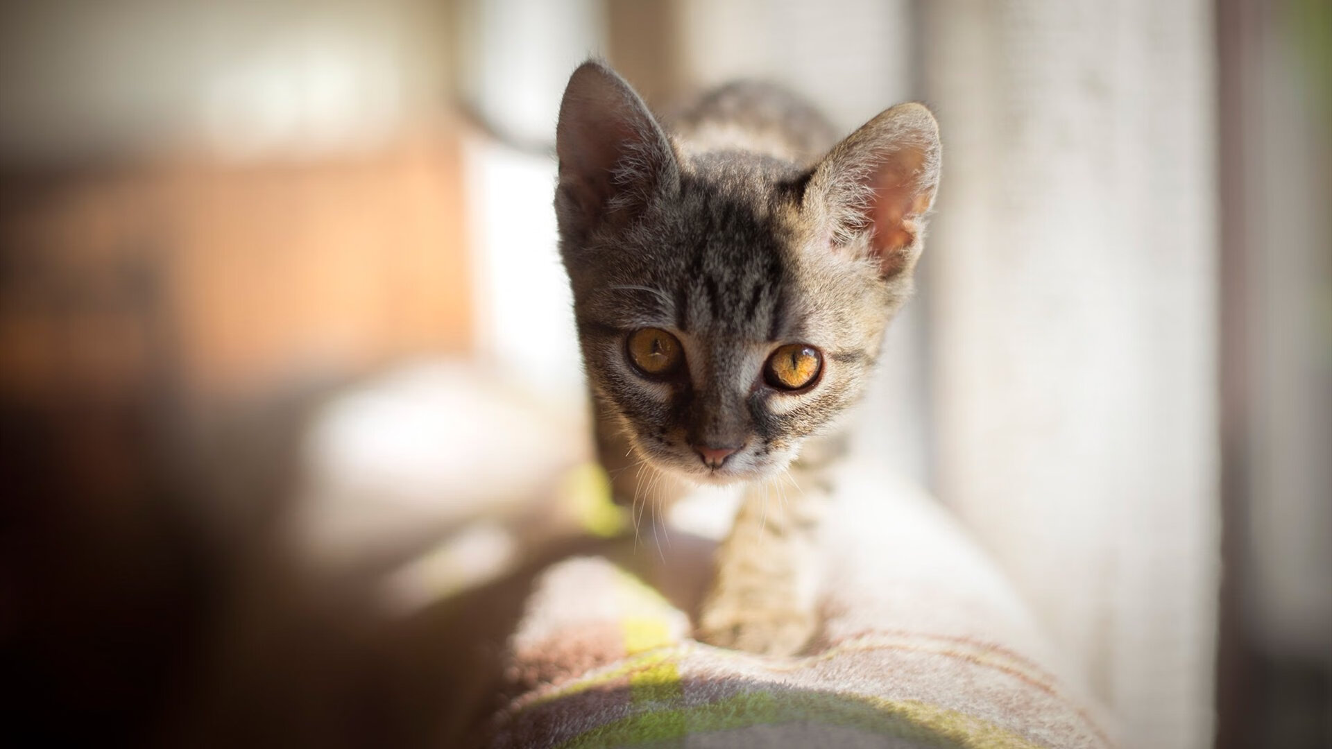 Kaiyun APP-福建豹发力球队精神面貌积极,福建豹发力球员名单