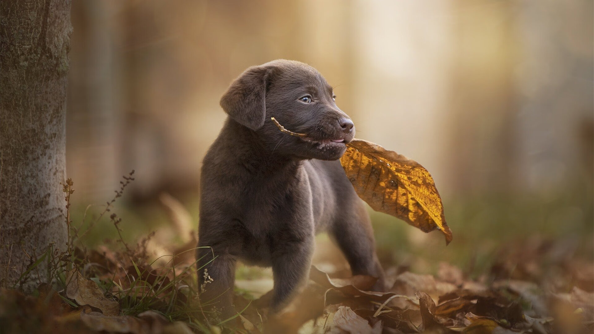 kaiyun登录入口-葡萄牙与意大利在欧洲预选赛中交手——现场观众热情高涨，欧国联葡萄牙vs意大利