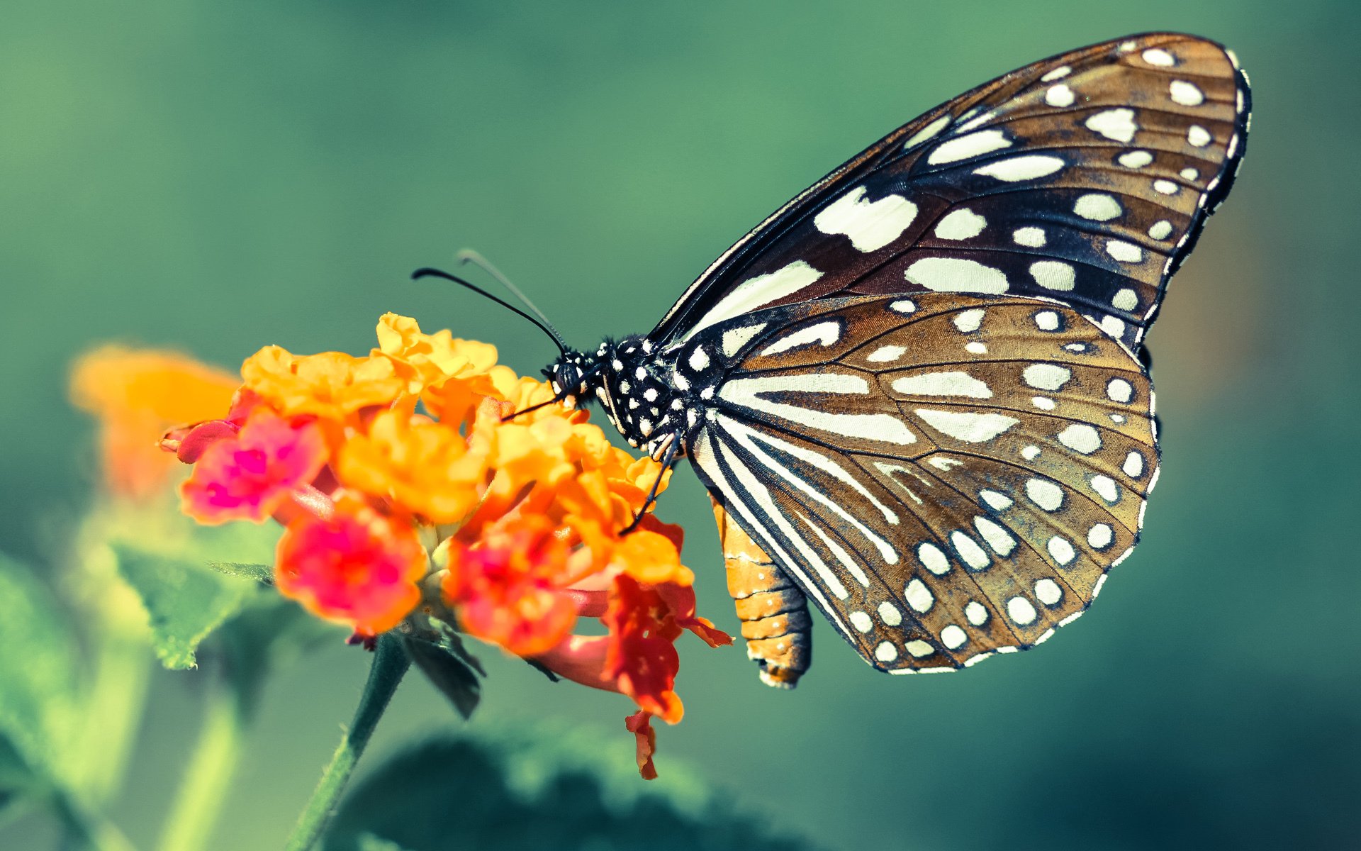 KAIYUN 中国大陆-全国青少年马拉松文化节精彩纷呈,奔跑青春梦想,主题马拉松