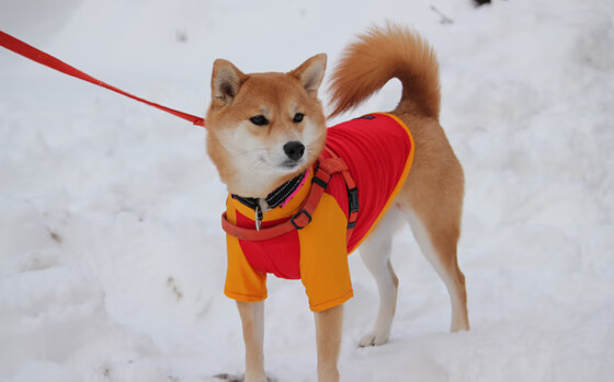 开云中国-外线球员如何通过节奏制造空位机会，外线球员的定义