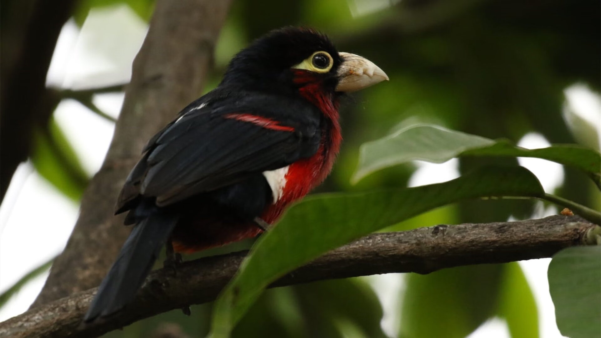 kaiyun体育综合-临场指挥展现教练智慧，临场指挥能力最好的教练