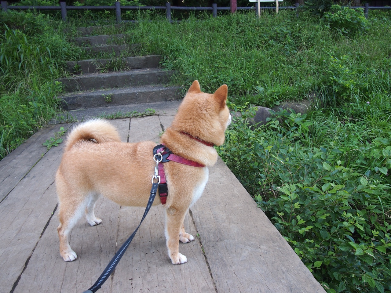 Kaiyun(中国)开云-法国新星崭露头角，未来潜力巨大