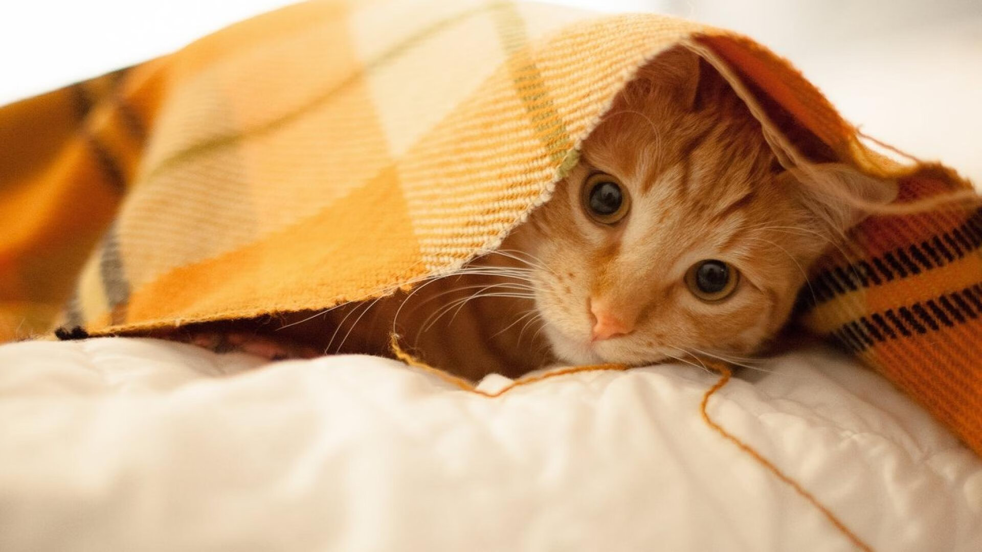 开云·Kaiyun网页版-火箭队强势闯入决赛NBA季后赛,火箭进总决赛