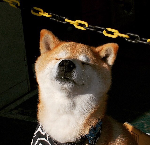 KAIYUNAPP-荷兰队在欧洲预赛中延续强势,晋级在望